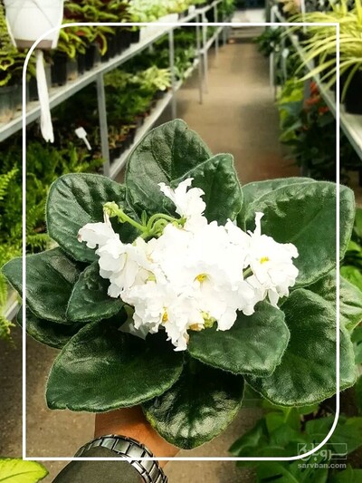 فروش انواع بنفشه آفریقایی