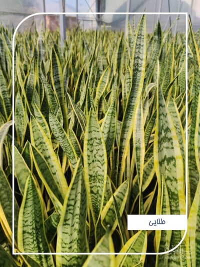 فروش سانسوریا  طلایی