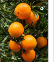 فروش پرتقال تامسون