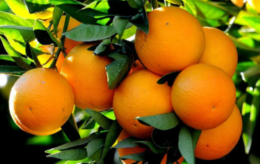 فروش پرتقال