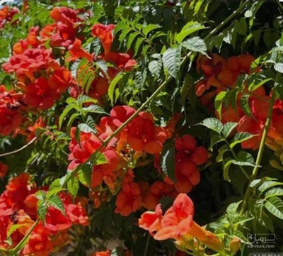 فروش گلنار فارسی ( گل انار ) (گیاه‌ دارویی)