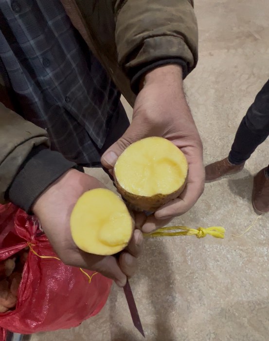 فروش سیب زمینی