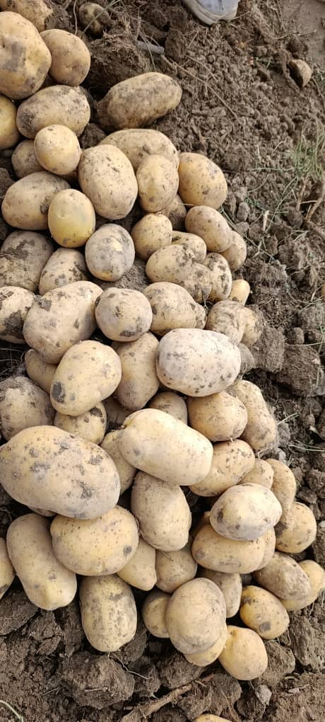 خرید سیب زمینی