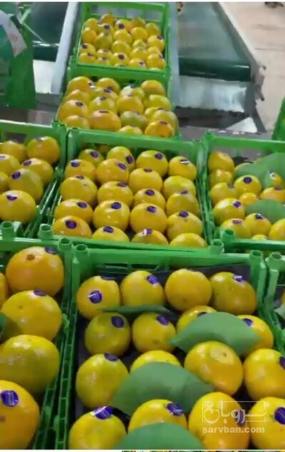 فروش نارنگی