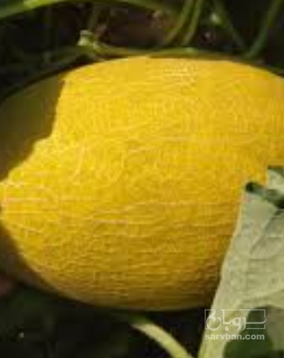 فروش طالبی جانا