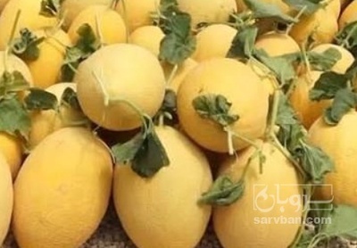 فروش خربزه ایوانکی