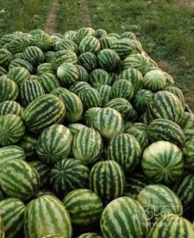 فروش هندوانه گرد