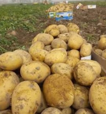 فروش سیب زمینی سانتا