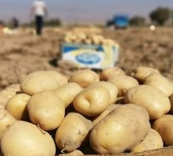 فروش سیب زمینی بامبا