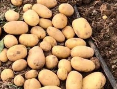 فروش سیب زمینی اسپریت