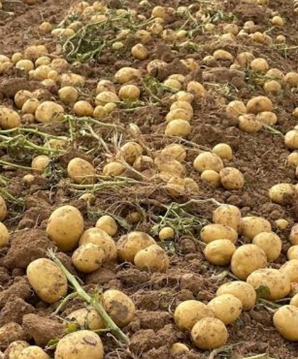 فروش سیب زمینی کلمبا