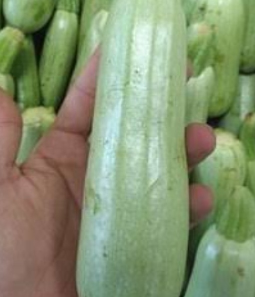 فروش کدو  سبز