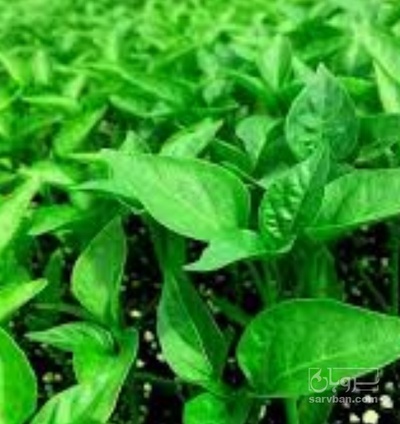 فروش نشا فلفل دلمه ای