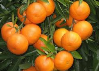 فروش پرتقال