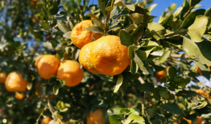 فروش نارنگی یافا