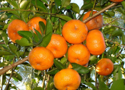 فروش نارنگی ژاپنی