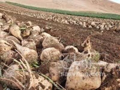 فروش چغندر قند