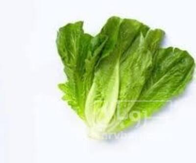 فروش کاهو ایرانی - رومانو