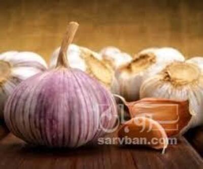 فروش سیر
