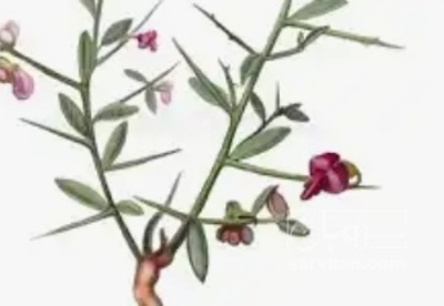 فروش عرق خارخاسک