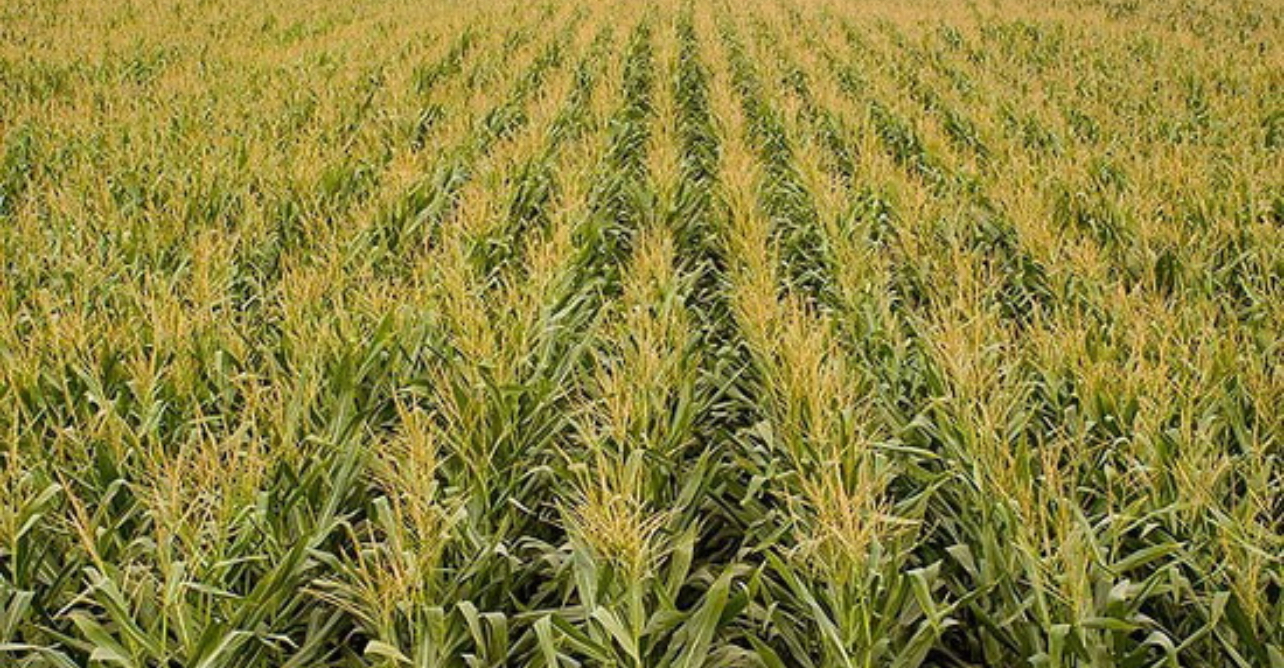 فروش ذرت علوفه