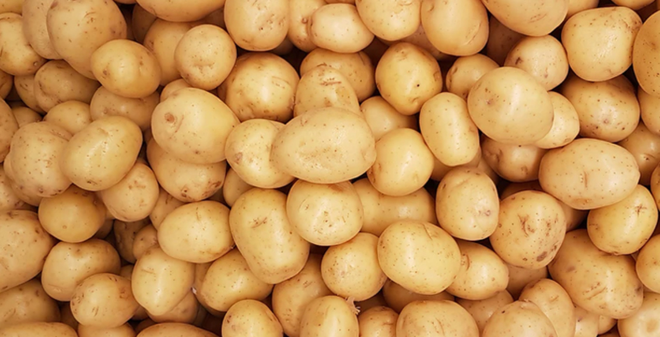 فروش سیب زمینی