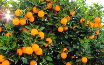 فروش پرتقال