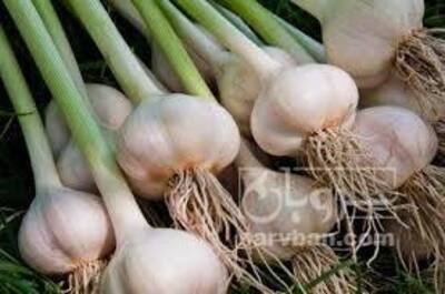 فروش سیر