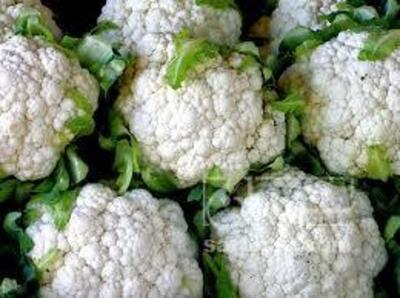 فروش گل کلم