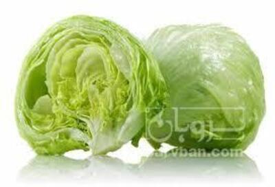 فروش کاهو آیسبرگ