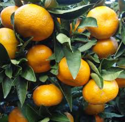 فروش نارنگی انشو