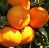 فروش نارنگی ژاپنی