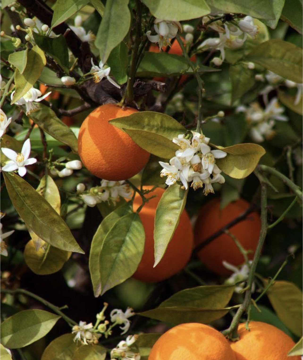 فروش پرتقال تامسون