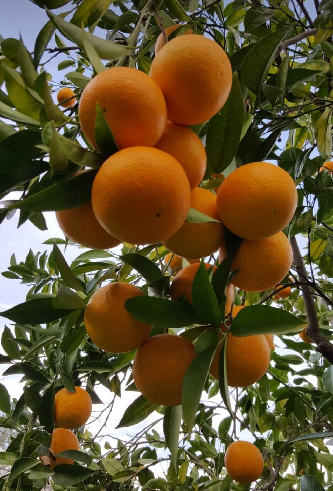 فروش پرتقال