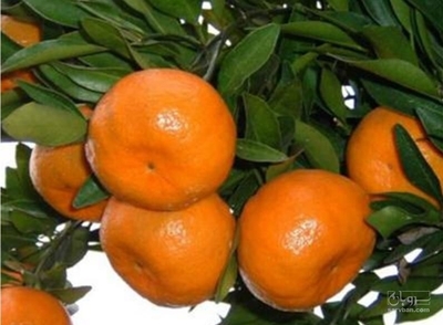 فروش نارنگی