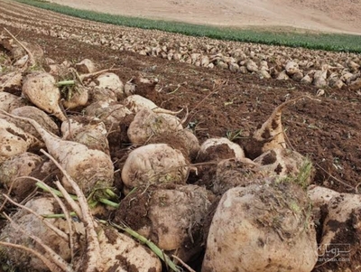 فروش چغندر قند