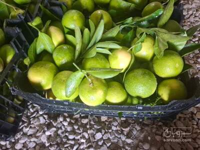 فروش نارنگی