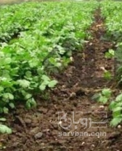 فروش گشنیز