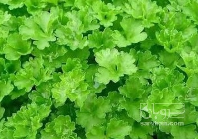 فروش جعفری تازه