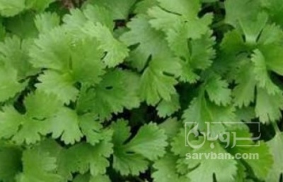 فروش گشنیز