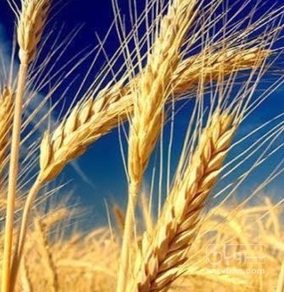 فروش گندم