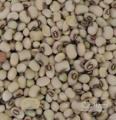 فروش لوبیا چشم بلبلی