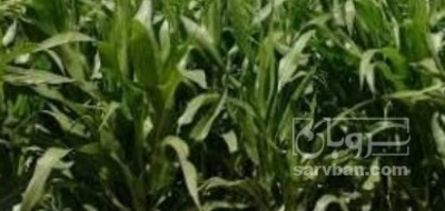 فروش چاپر ذرت - سیلاژ ذرت