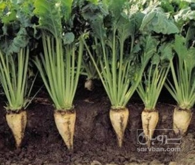 فروش چغندر قند