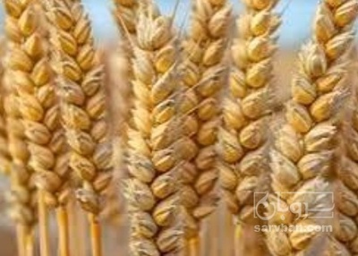 فروش گندم