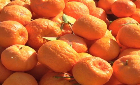 فروش نارنگی