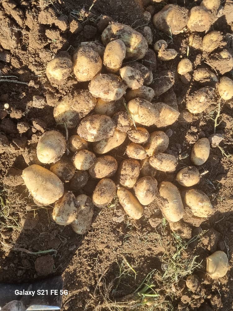 خرید سیب زمینی