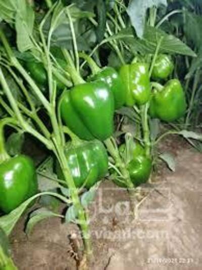 فروش فلفل دلمه ای