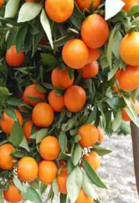 فروش نارنگی پیچ