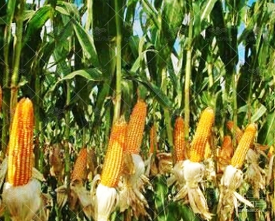 فروش ذرت علوفه ای